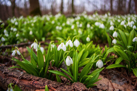 Carpet of snowdrops Galanthus plicatus in spring forest