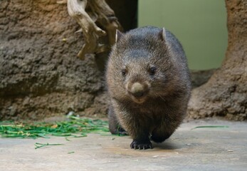 Common wombat