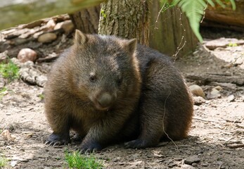Common wombat
