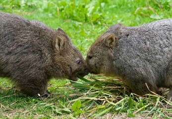 Common wombat