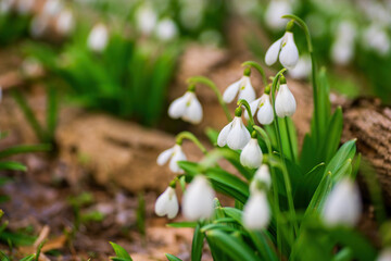 Fototapeta premium Beautifull snowdrops on dry yellow leaves bokeh background