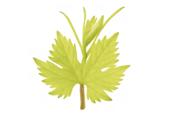 Green grape vine leaf growing on transparent background