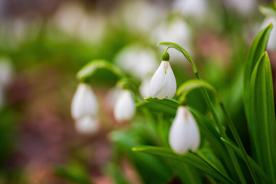 Beautifull first flowers snowdrops in spring forest