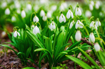 Obraz premium Carpet of snowdrops Galanthus plicatus in spring forest