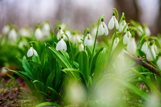 Spring snowdrop flowers in spring forest on blurred bokeh background