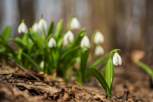 Beautiful first flowers snowdrops in spring forest