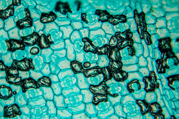 Microscopic view of plant cells showcasing intricate structures and vibrant colors, highlighting cellular organization and biological processes in a captivating manner