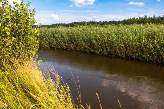 The Narew River flowing through a meadow near the skete in Odrynki.
