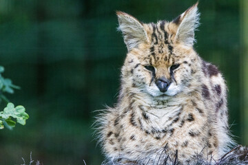 Obraz premium Serval