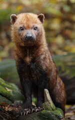 Portrait of Bush dog in zoo