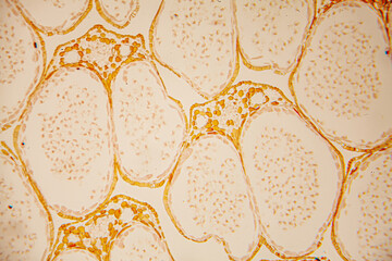 Microscopic view of cellular structures displaying intricate patterns and textures, showcasing the beauty of biological forms and their complex organization in a scientific context