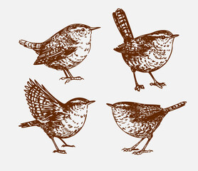 Wren bird sketch, set of realistic vector hand drawn illustrations