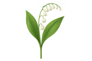 Lily of the valley flower illustration on transparent background
