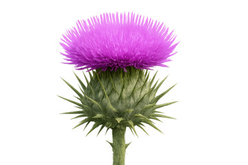 Purple thistle flower standing on transparent background