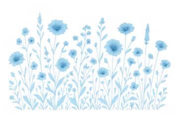 Blue cornflower field wildflower herbal illustration on transparent background
