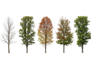 Four seasons trees isolated on transparent background