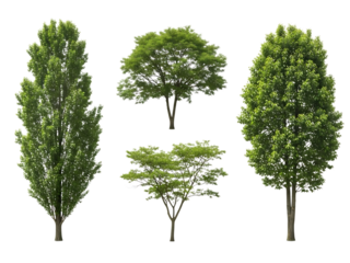 Four types of trees isolated on transparent background
