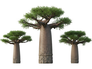 Three baobab trees isolated on transparent background