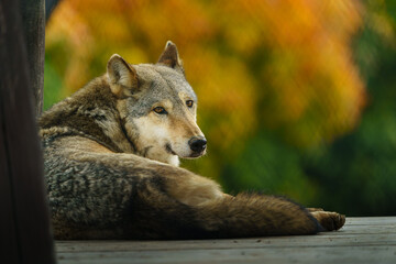 Portrait of Grey wolf in zoo