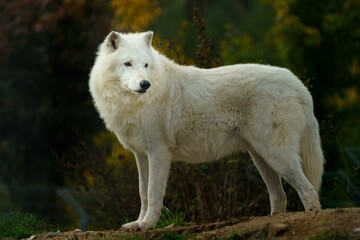 Portrait of Arctic wolf in autumn