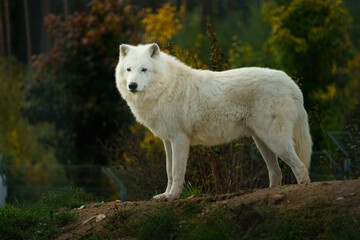 Portrait of Arctic wolf in autumn