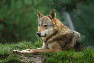 Portrait of Grey wolf in zoo