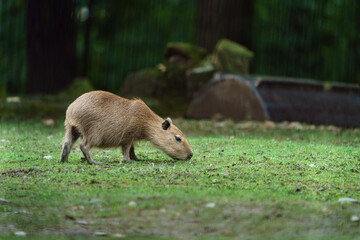 Portrait of Capybara in zoo