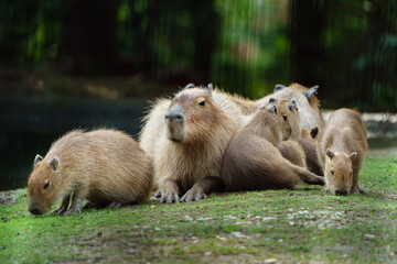 Portrait of Capybara in zoo