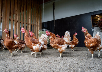 Freilaufende Hühner mit einer Heuraufe als Beschäftigungsmaterial im Eingangsbereich eines Hühnerstalles. © Countrypixel