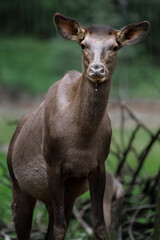 Portrait of elk in zoo