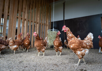 Freilaufende Hühner mit einer Heuraufe als Beschäftigungsmaterial im Eingangsbereich eines Hühnerstalles. © Countrypixel