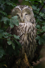 Ural owl on branch behind leaves