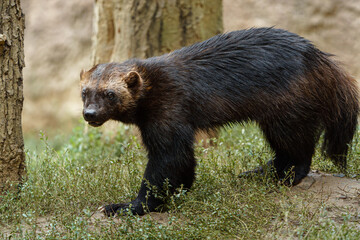 Portrait of Wolverine in zoo