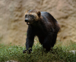 Portrait of Wolverine in zoo