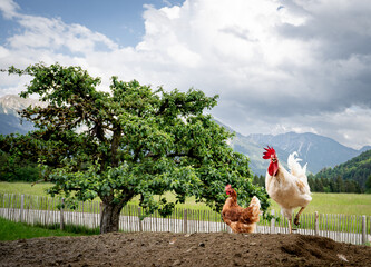 Stolzer Hahn mit seinen freilaufenden H&uuml;hner auf einer H&uuml;hnerweide auf einem Bauernhof..