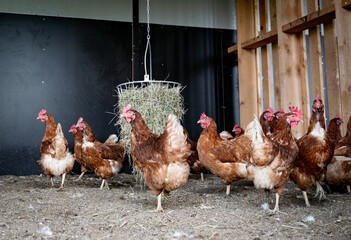 Freilaufende H&uuml;hner mit einer Heuraufe als Besch&auml;ftigungsmaterial im Eingangsbereich eines H&uuml;hnerstalles.