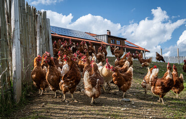 Eine große Ansammlung freilaufender Hühner und Hähne auf einer Hühnerweide vor einem Hühnerstall . © Countrypixel