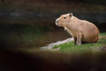 Portrait of Capybara in zoo