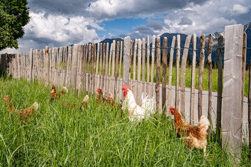 Stolzer Hahn mit seinen freilaufenden H&uuml;hner auf einer H&uuml;hnerweide auf einem Bauernhof..
