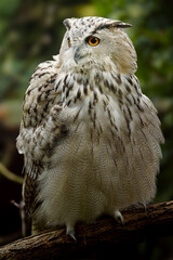 Eurasian eagle owl on branch