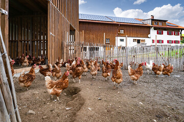 Eine große Ansammlung freilaufender Hühner und Hähne auf einer Hühnerweide vor einem Hühnerstall . © Countrypixel