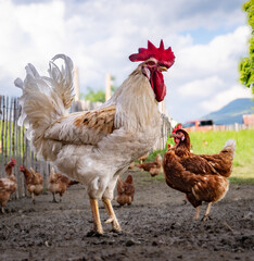 Stolzer Hahn mit seinen freilaufenden H&uuml;hner auf einer H&uuml;hnerweide auf einem Bauernhof..