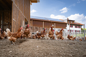 Eine gro&szlig;e Ansammlung freilaufender H&uuml;hner und H&auml;hne auf einer H&uuml;hnerweide vor einem H&uuml;hnerstall .