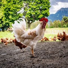 Stolzer Hahn mit seinen freilaufenden H&uuml;hner auf einer H&uuml;hnerweide auf einem Bauernhof..