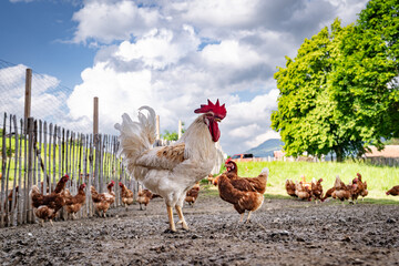 Stolzer Hahn mit seinen freilaufenden H&uuml;hner auf einer H&uuml;hnerweide auf einem Bauernhof..