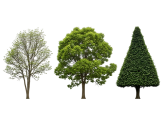 Three trees illustration isolated on transparent background