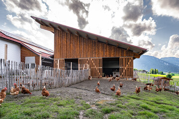 Eine große Ansammlung freilaufender Hühner und Hähne auf einer Hühnerweide vor einem Hühnerstall . © Countrypixel