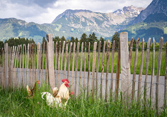 Stolzer Hahn mit seinen freilaufenden H&uuml;hner auf einer H&uuml;hnerweide auf einem Bauernhof..