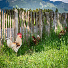 Stolzer Hahn mit seinen freilaufenden H&uuml;hner auf einer H&uuml;hnerweide auf einem Bauernhof..