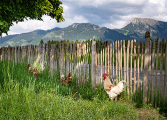 Stolzer Hahn mit seinen freilaufenden Hühner auf einer Hühnerweide auf einem Bauernhof.. © Countrypixel